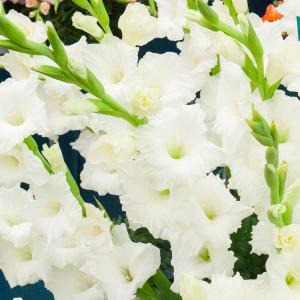 Glaïeuls Grande Fleur Bangladesh (x10)